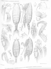 Cornucalanus chelifer