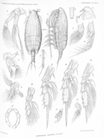 Lophothrix insignis