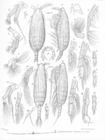 Scaphocalanus angulifrons