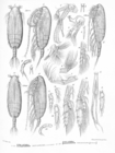 Amallothrix obtusifrons