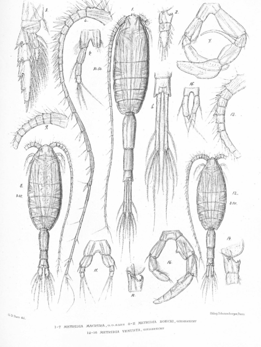 Metridia boeckii