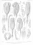 Heterorhabdus spinifrons