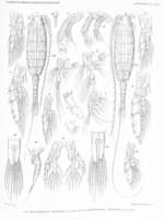 Mesorhabdus gracilis