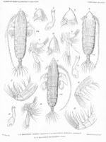 Haloptilus muronatus