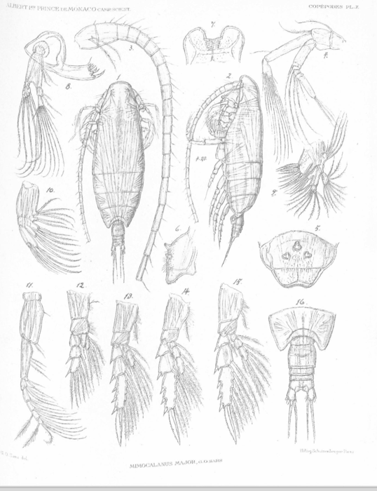 Mimocalanus major