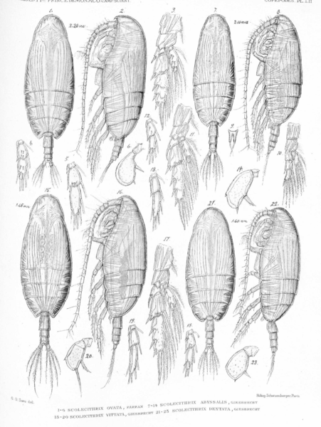 Scolecithrix ovata