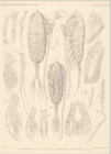 Augaptilus longicaudatus