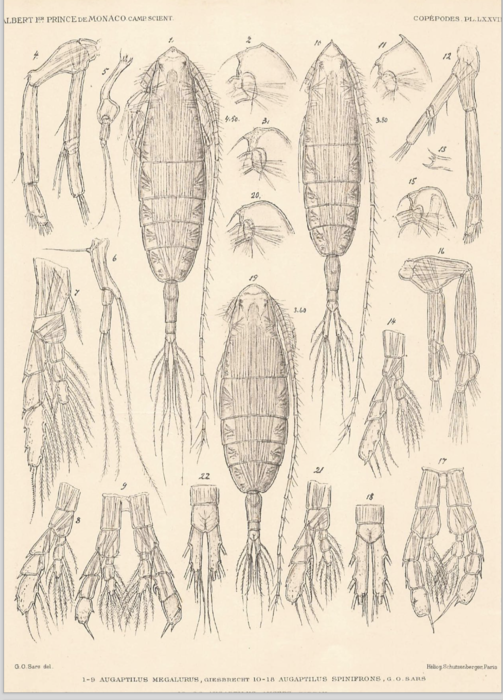 Augaptilus megalurus