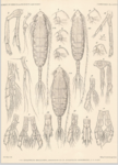 Augaptilus spinifrons