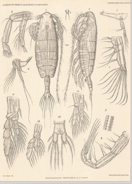 Euaugaptilus truncatus