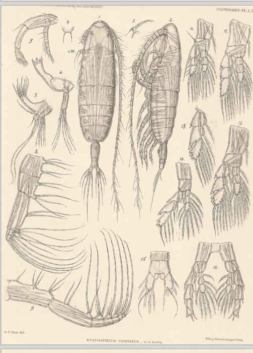 Euaugaptilus digitatus