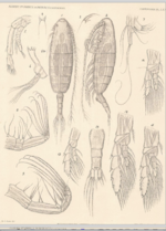 Euaugapatilus affinis