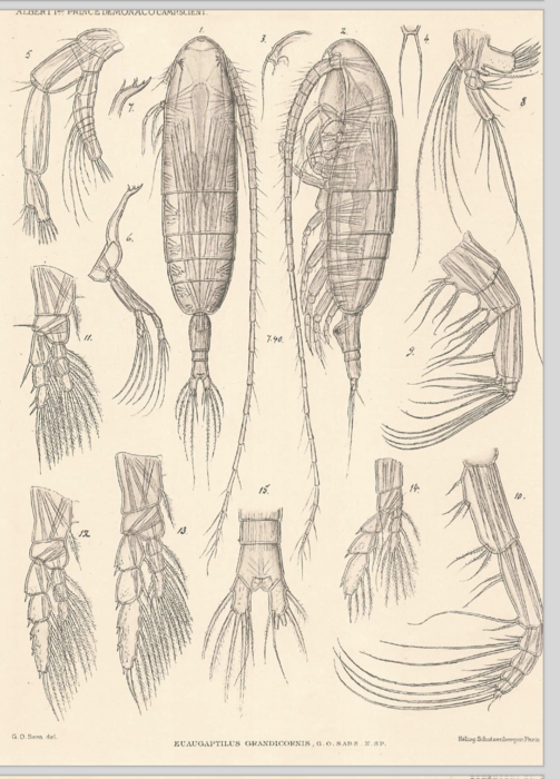 Euaugaptilus grandicornis