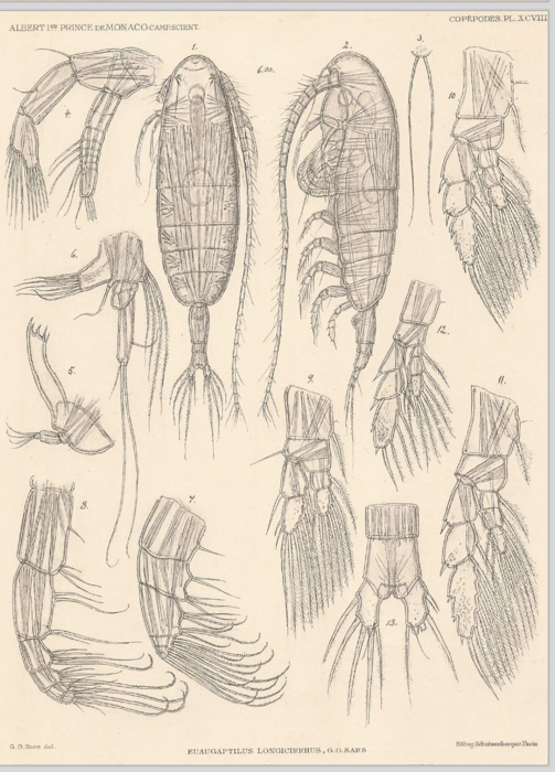 Euaugaptilus longicirrhus