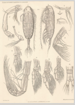 Euaugaptilus latifrons