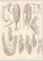 Euaugaptilus latifrons