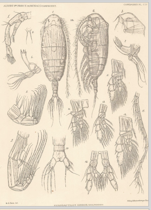 Euaugaptilus gibbus