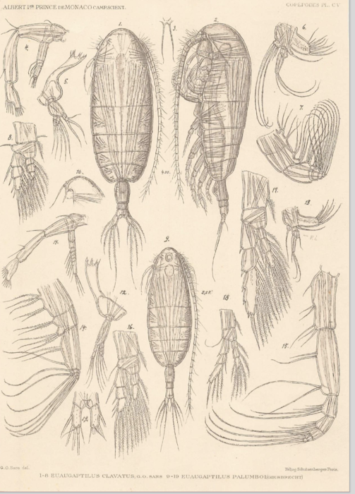 Euaugaptilus clavatus