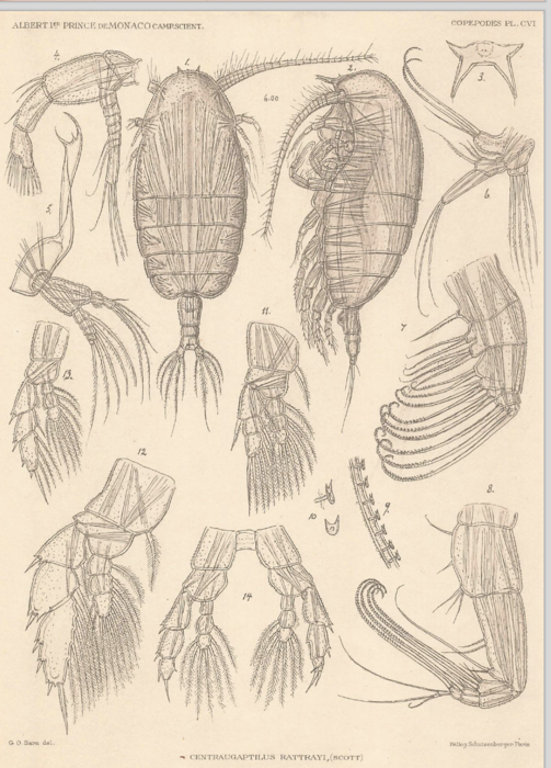 Centraugaptilus rattrayi