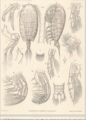 Crustacea (crustaceans)