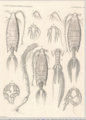 Crustacea (crustaceans)