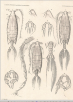 Arietellus plumifer
