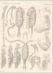 Arietellus pavoninus