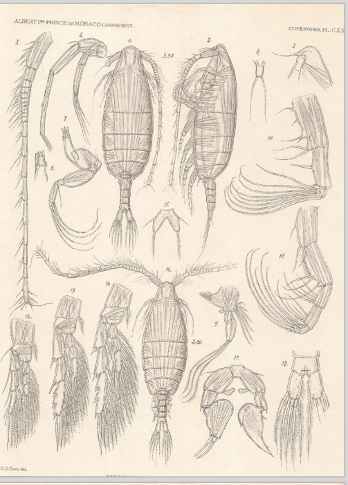 Arietellus pavoninus