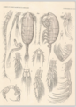 Crustacea (crustaceans)