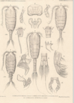 Phyllopus aequalis