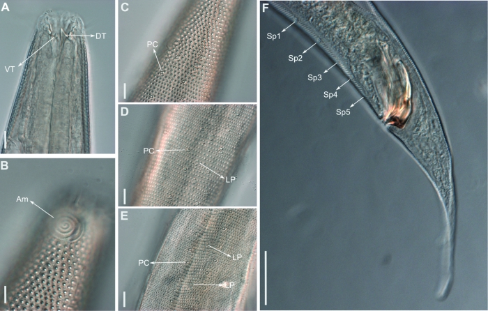 Biarmifer nesiotes Biarmifer nesiotes