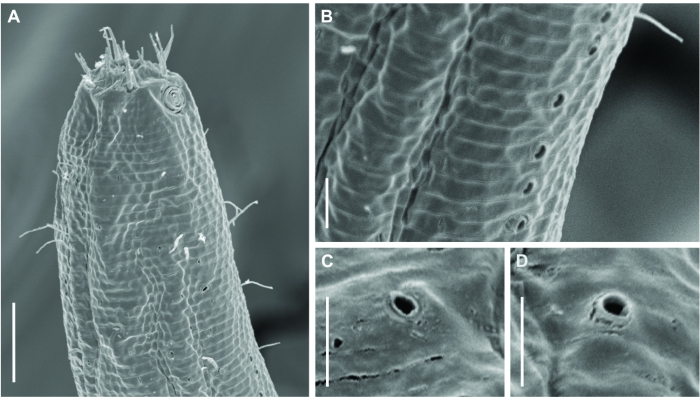 Biarmifer nesiotes Biarmifer nesiotes