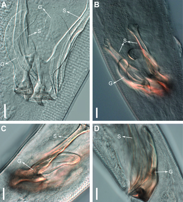 Biarmifer nesiotes Biarmifer nesiotes