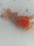 Symplegma_rubra, Fig.3