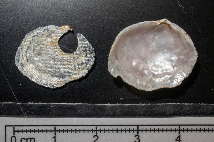 Jingle shell from a scallop