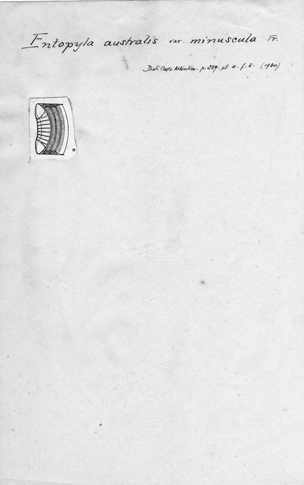 Entopyla australis var. minuscula Entopyla australis var. minuscula