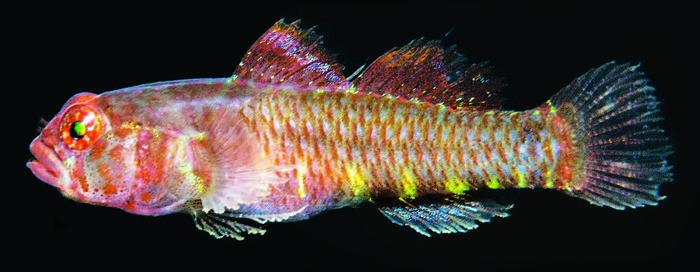 Eviota fluctiphila