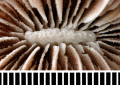 Chicoraceous columella. Acanthocyathus grayi Milne Edwards & Haime. Recent, Japan. Distal view.