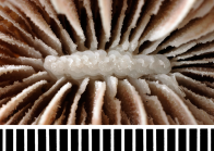 Chicoraceous columella. Acanthocyathus grayi Milne Edwards & Haime. Recent, Japan. Distal view.