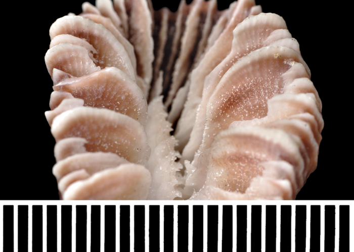 Oral surface of holotype of type species