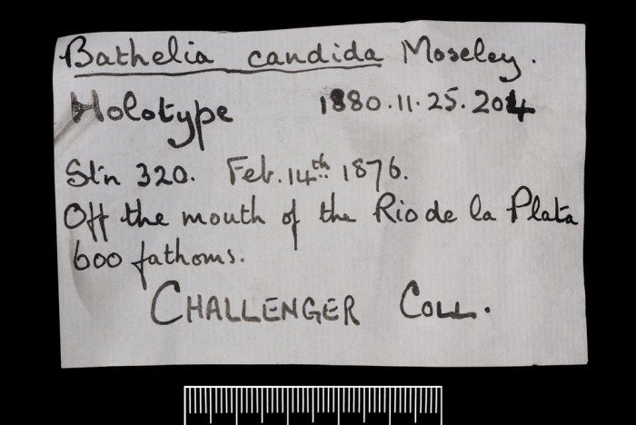 Label for the holotype of Bathelia candida Moseley