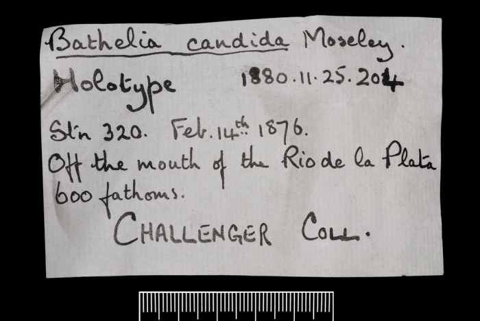 Label for the holotype of Bathelia candida Moseley Label for the holotype of Bathelia candida Moseley