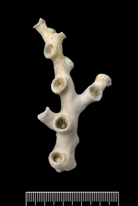 Colony view of the holotype of Bathelia candida Moseley Colony view of the holotype of Bathelia candida Moseley