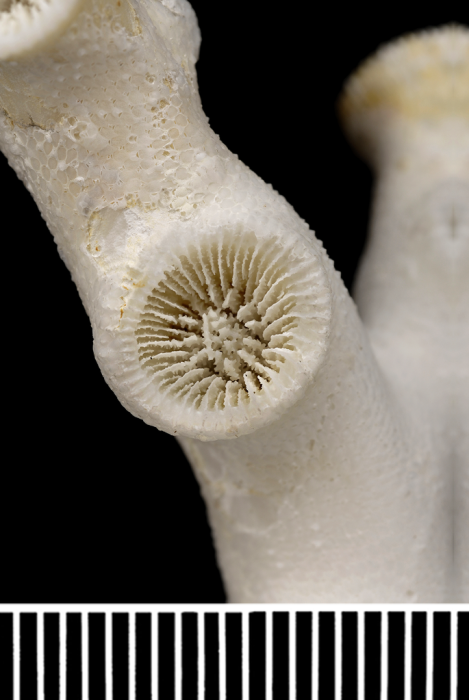 Calice of the holotype of Bathelia candida Moseley. Calice of the holotype of Bathelia candida Moseley.