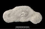 Corallum view of Sandalolitha dentata