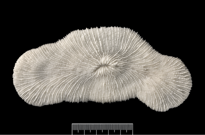 Corallum view of Sandalolitha dentata Corallum view of Sandalolitha dentata