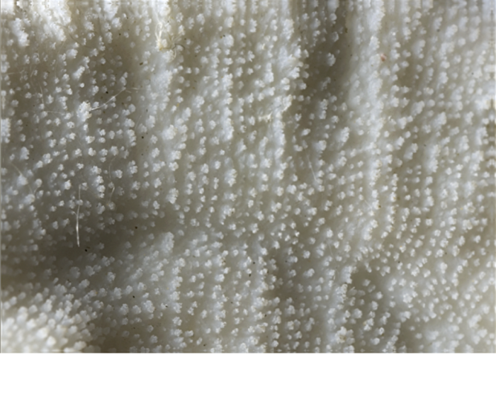 Ornamentation on costal margins. Ornamentation on costal margins.