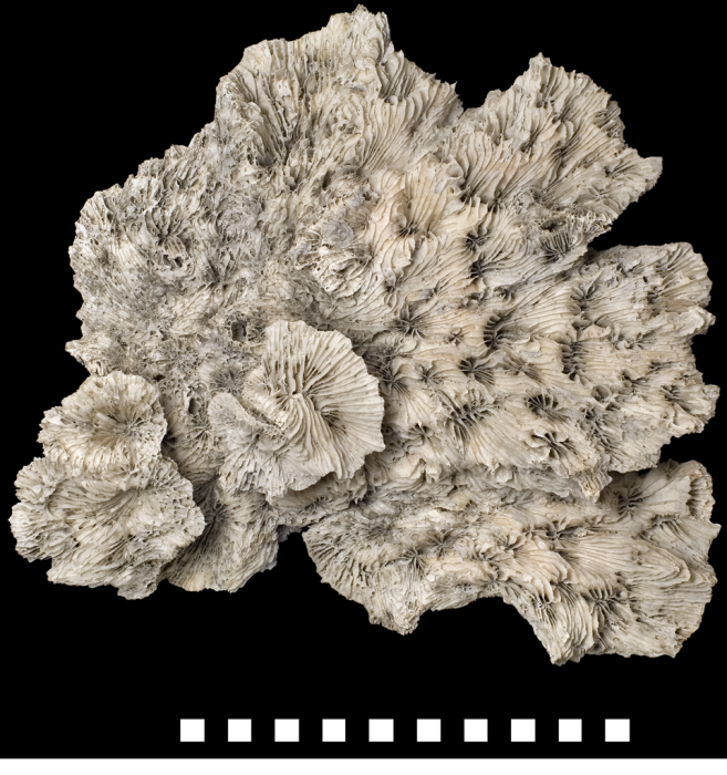 Coralllum view of holotype of type species. Coralllum view of holotype of type species.
