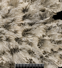 Surface of corallum.