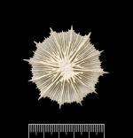 Oral surface of corallum.